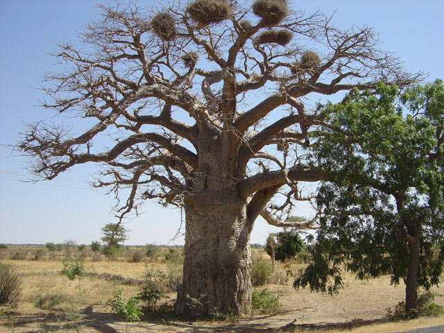 Unser erster Baobab