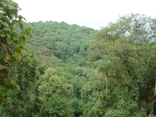 .. viel Wald in UGANDA