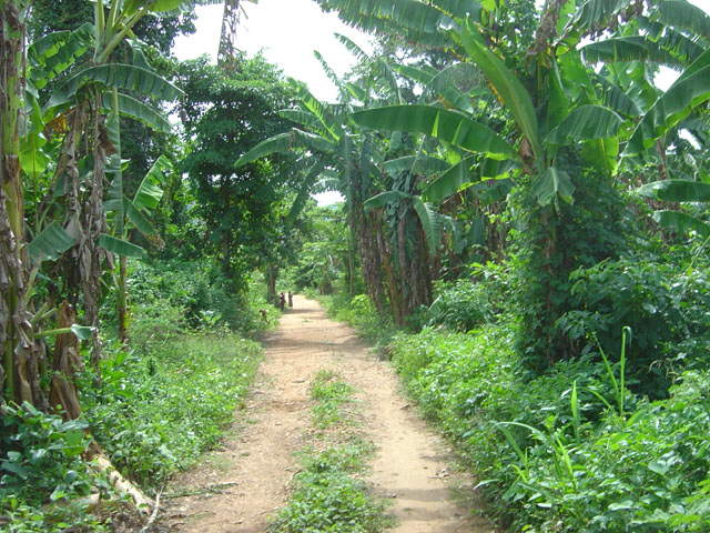 .. im 'Dschungel' von Ghana bei Wli