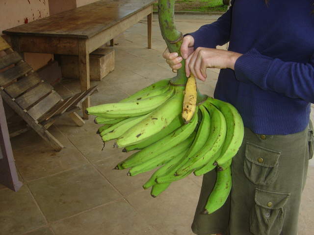 ... der Unterschied: Banane (gelb) und Plantain (Kochbanane)
