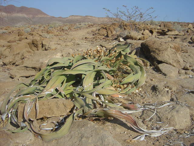 ... wird ber 1000 Jahre alt, die Welwitschia