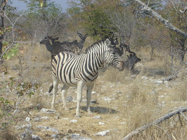 .. merke: männliche Zebras haben SCHWARZE Streifen, wiblicheZebras haben WEISSE Streifen!