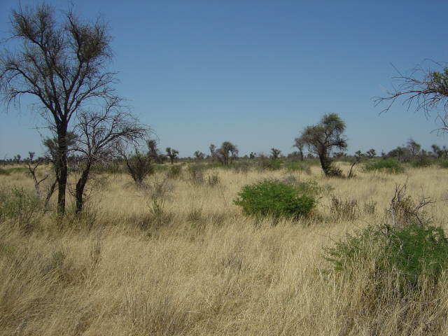 .. Grassavanne in der Kalahari