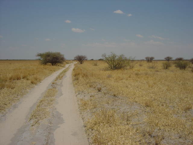 .. typisch in der Kalahari: Steppengras und geradeaus